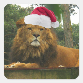 Weihnachtslöwe-tragende Weihnachtsmannmütze Quadratischer Aufkleber
