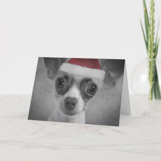 Weihnachtslustiger Chihuahua-Welpe mit Feiertagskarte