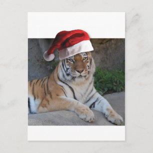 Weihnachtsmannmütze Bengalisch Tiger Feiertagspostkarte