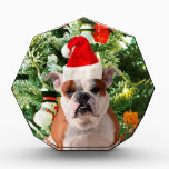 Weihnachtsmannmütze Bulldog Christmas Tree Snowman Auszeichnung<br><div class="desc">Niedliches Bulldog Foto mit der Weihnachtsbaum Snowman Geschenkboxen im Hintergrund. Ein perfektes Geschenk für Weihnachten!</div>