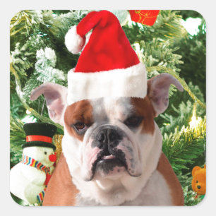 Weihnachtsmannmütze Bulldog Christmas Tree Snowman Quadratischer Aufkleber