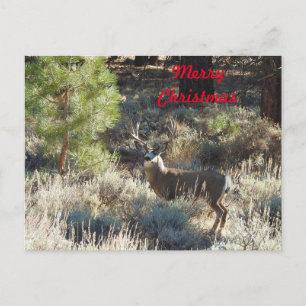 Weihnachtspostkarte, Wildtiere, Böcke, Jäger Postkarte