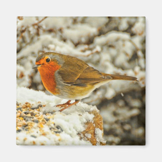 Weihnachtsrobin Schottland im Schnee Magnet