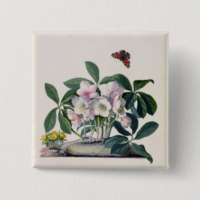 WeihnachtsRose (Helleborus Niger) und Winter Aconi Button (Vorderseite)