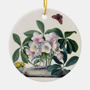 WeihnachtsRose (Helleborus Niger) und Winter Aconi Keramikornament