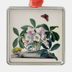 WeihnachtsRose (Helleborus Niger) und Winter Aconi Silbernes Ornament