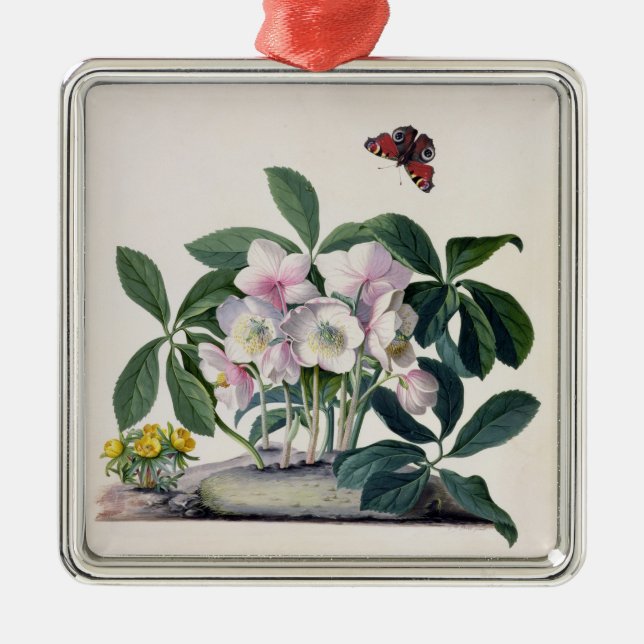 WeihnachtsRose (Helleborus Niger) und Winter Aconi Silbernes Ornament (Vorne)