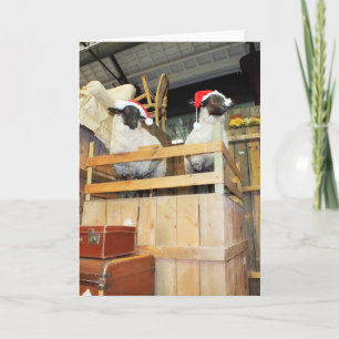 Weihnachtsschaf Feiertagskarte