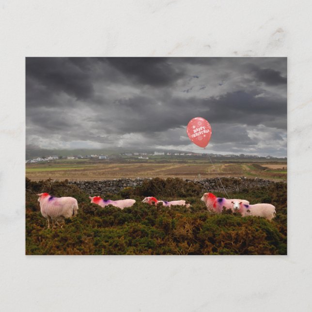 Weihnachtsschaf Postkarte (Vorderseite)