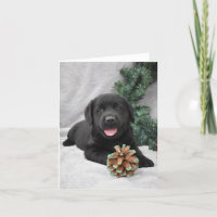 Weihnachtsschwarz Labrador Retriever Welpe