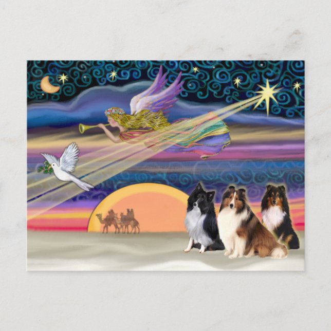 Weihnachtsstar - Shetland Sheepdogs (drei) Feiertagspostkarte (Vorderseite)