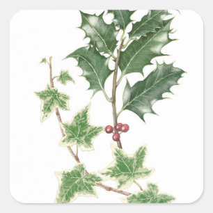 Weihnachtsstechpalmeu. -efeusprigs-botanische quadratischer aufkleber