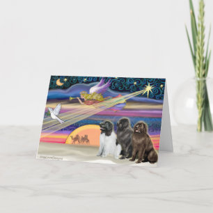 Weihnachtsstern - Neufundland (drei) Feiertagskarte