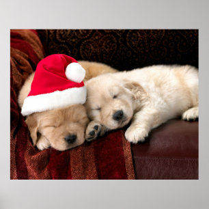 Weihnachtswelpen Poster
