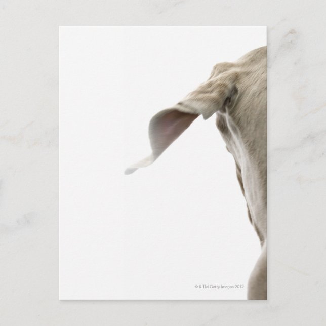 Weimaraner 2 postkarte (Vorderseite)