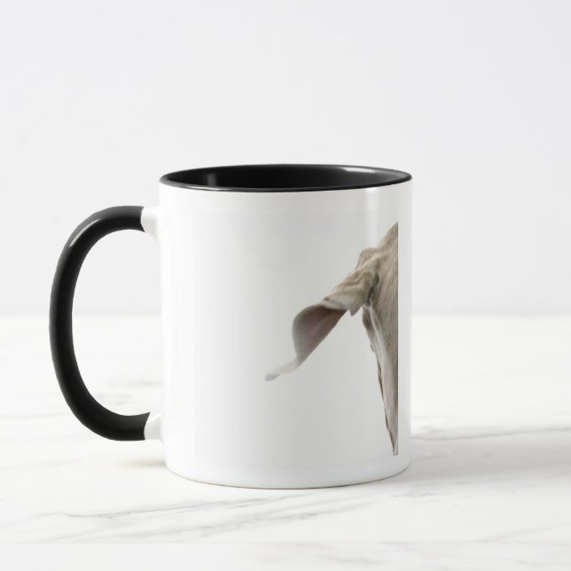 Weimaraner 2 tasse (Links)