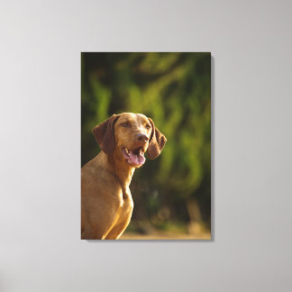 Weimaraner 3 leinwanddruck