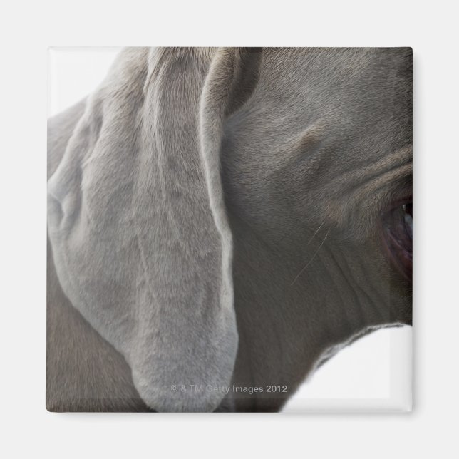 Weimaraner 3 magnet (Vorne)