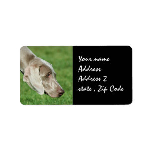 Weimaraner Adressaufkleber