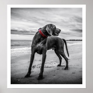 Weimaraner am Stranddruck Poster
