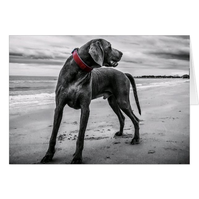 Weimaraner auf der Beach Blank Card (Vorderseite (Horizontal))