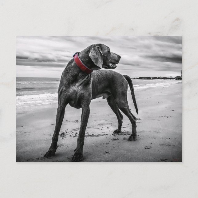 Weimaraner auf der Beach Postcard Postkarte (Vorderseite)