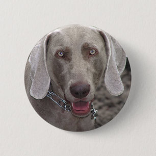 Weimaraner Button