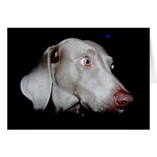 Weimaraner - Der graue Geist
