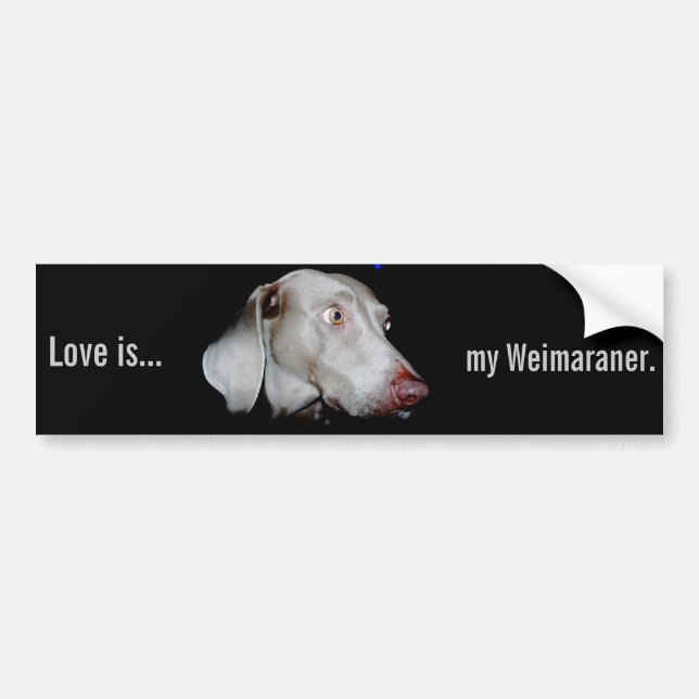 Weimaraner - der graue Geist Autoaufkleber (Vorne)