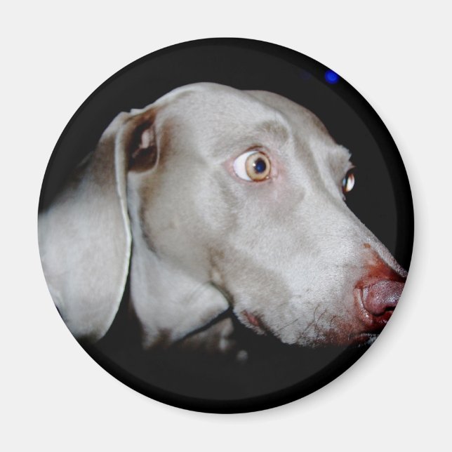 Weimaraner - Der graue Geist Magnet (Vorne)
