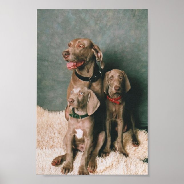 WEIMARANER FAMILY POSTER (Vorne)