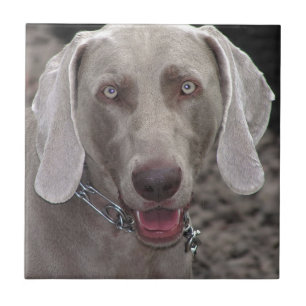 Weimaraner Fliese