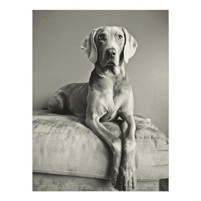 Weimaraner Fotodruck (Vorne)