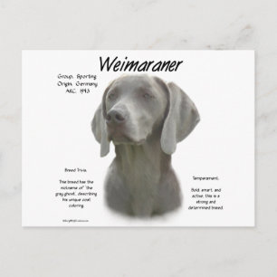 Weimaraner Geschichtsdesign Postkarte