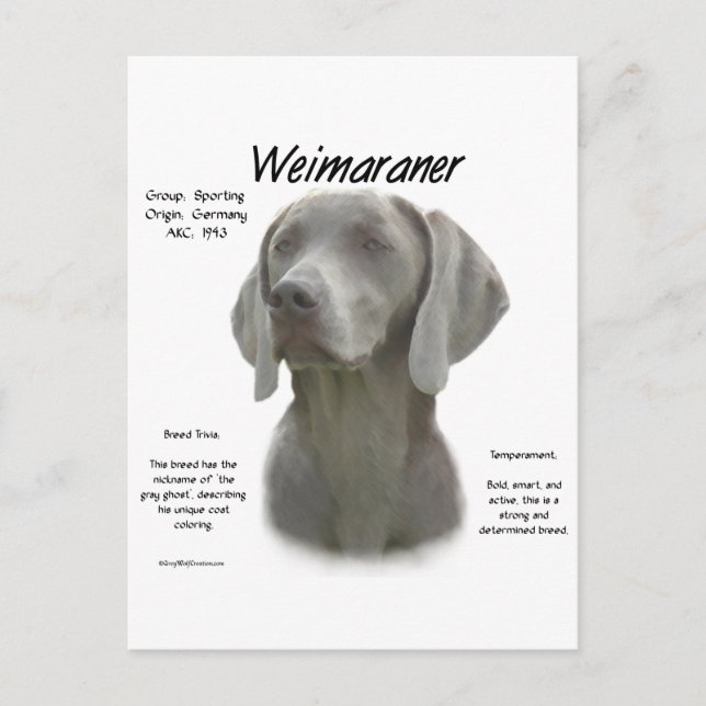 Weimaraner Geschichtsdesign Postkarte (Vorderseite)