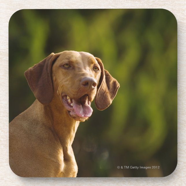 Weimaraner Getränkeuntersetzer (Vorderseite)