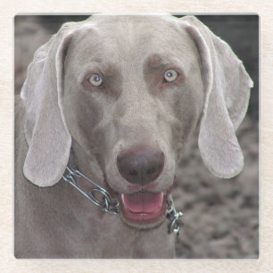 Weimaraner Glasuntersetzer