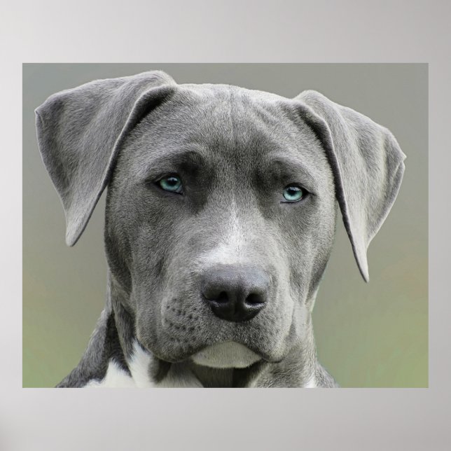 Weimaraner Gray Hunting Hund Poster (Vorne)