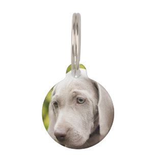 Weimaraner Haustiermarke