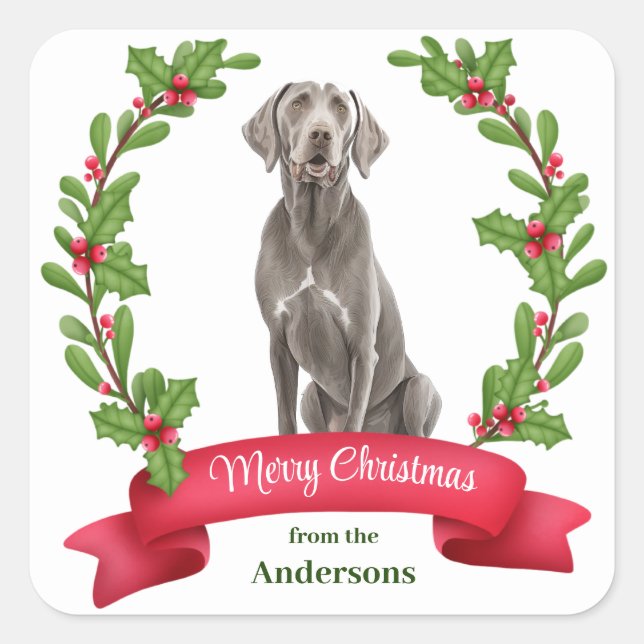 Weimaraner Holly Banner Weihnachten Quadratischer Aufkleber (Vorderseite)