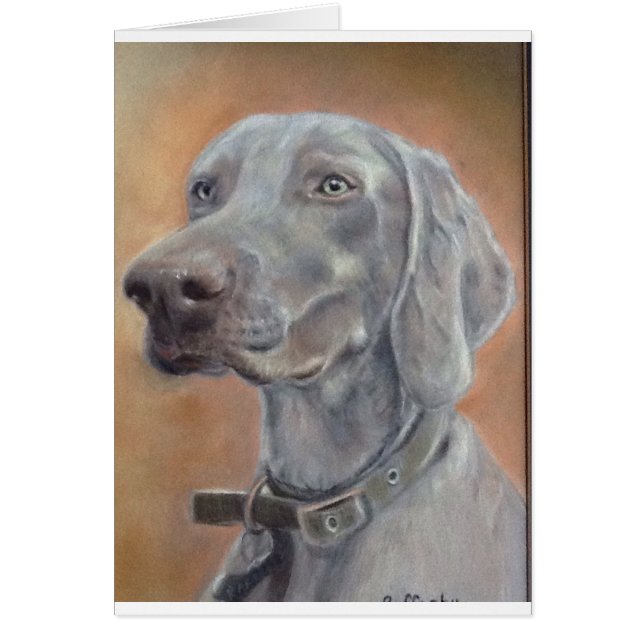 Weimaraner Hund (Vorne)