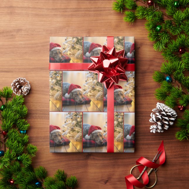 Weimaraner-Hund an Weihnachten neben einem Baum Geschenkpapier (Feiertagsgeschenk)