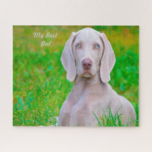 Weimaraner Hund Jigsaws. Puzzle