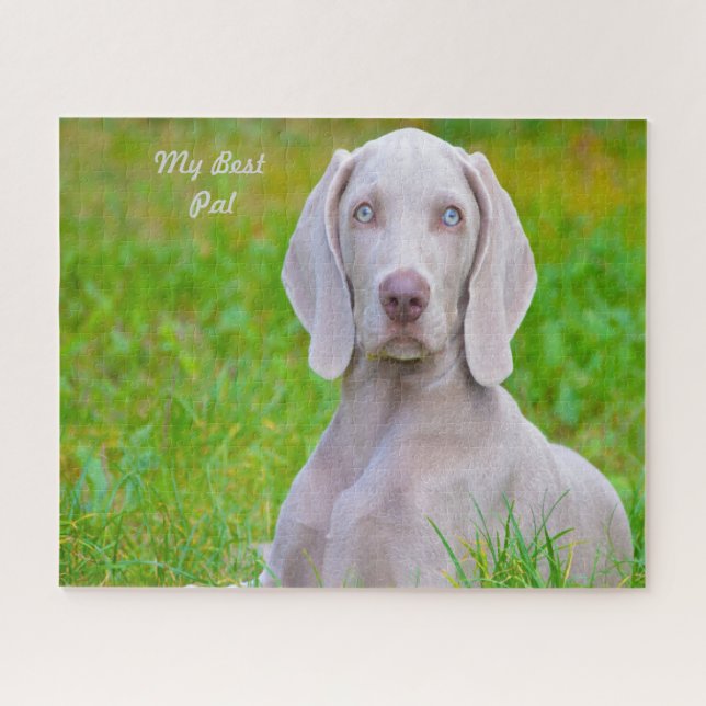 Weimaraner Hund Jigsaws. Puzzle (Horizontal)