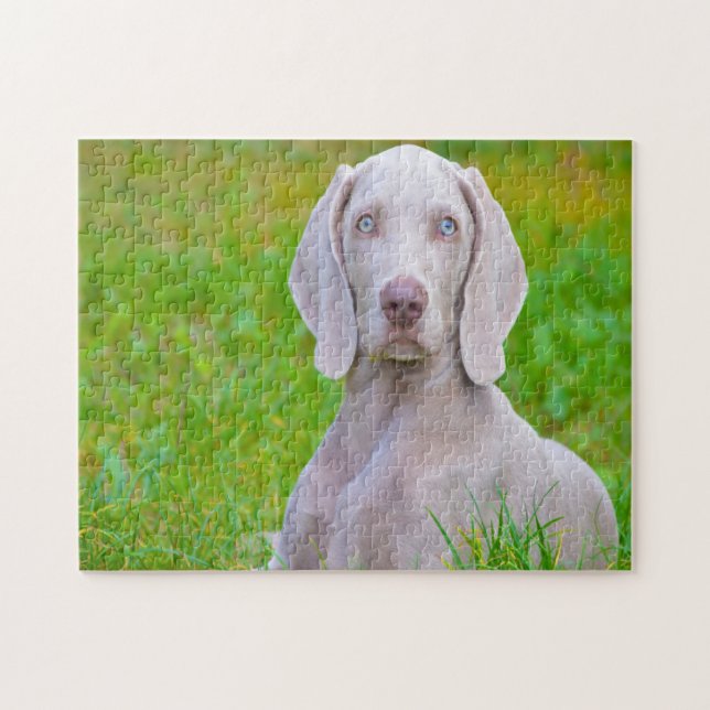 Weimaraner Hund Jigsaws. Puzzle (Horizontal)