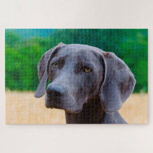 Weimaraner Hund Jigsaws. Puzzle