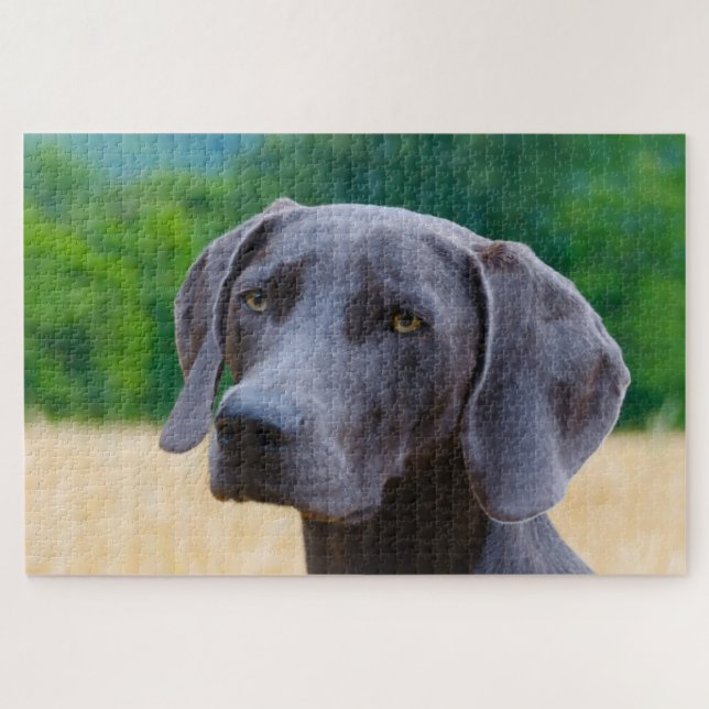 Weimaraner Hund Jigsaws. Puzzle (Horizontal)