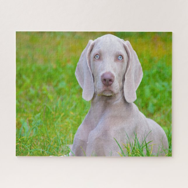 Weimaraner Hund Jigsaws. Puzzle (Horizontal)
