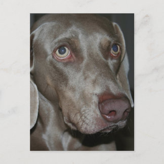 Weimaraner Hund Postkarte