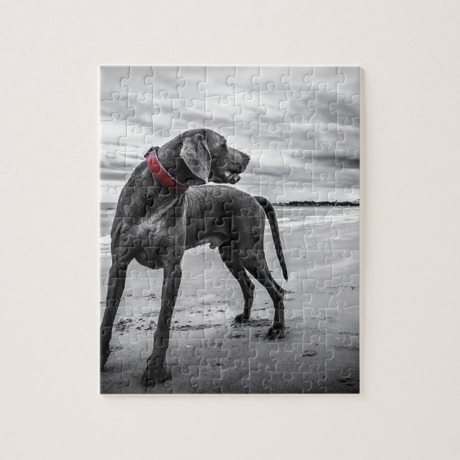 Weimaraner Hund Puzzle (Vertikal)